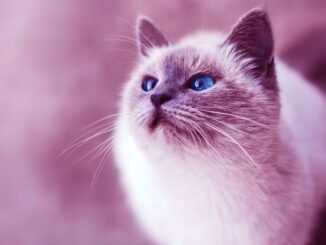 rare cat breeds