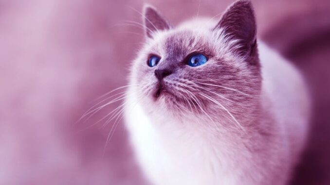 rare cat breeds