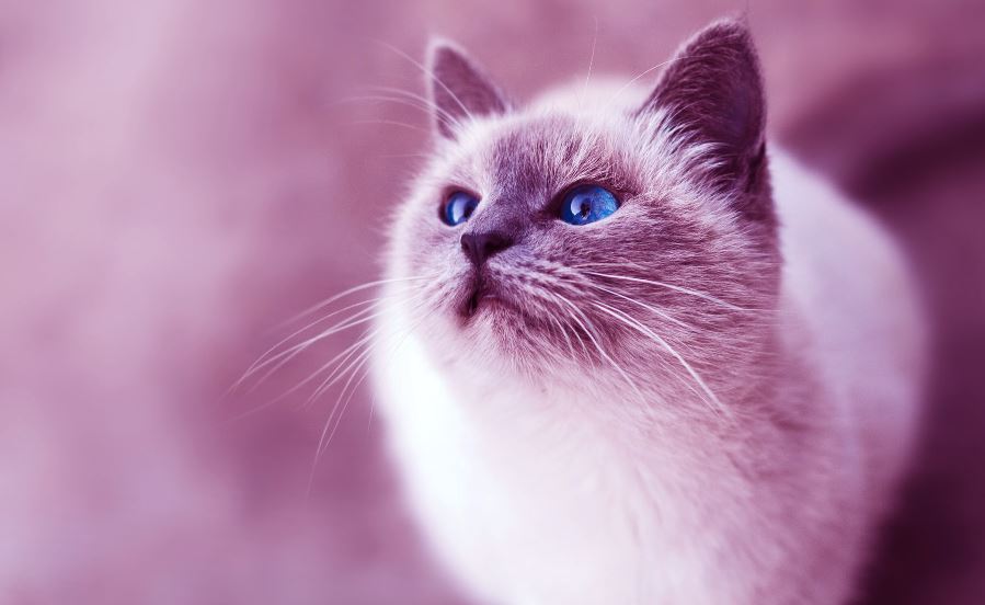 rare cat breeds