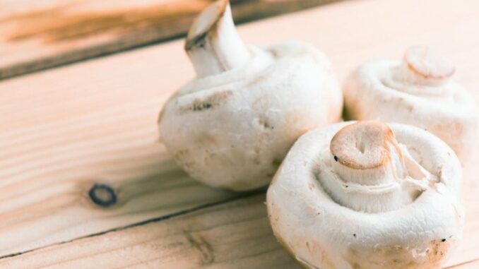 mushroom Mushroom